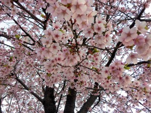 sakura_2014