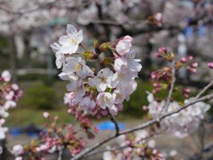 入学おめでとうございます